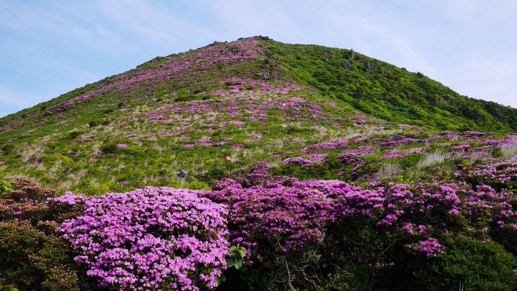 九重　平治岳のミヤマキリシマ－２