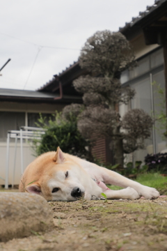 地面に寝そべる