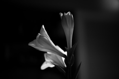 挿花