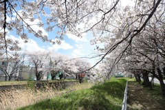 札幌の春