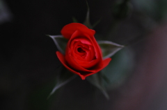 咲きかけの薔薇