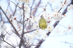 春です。