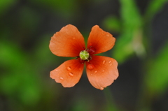 名も知らぬ花に魅せられて