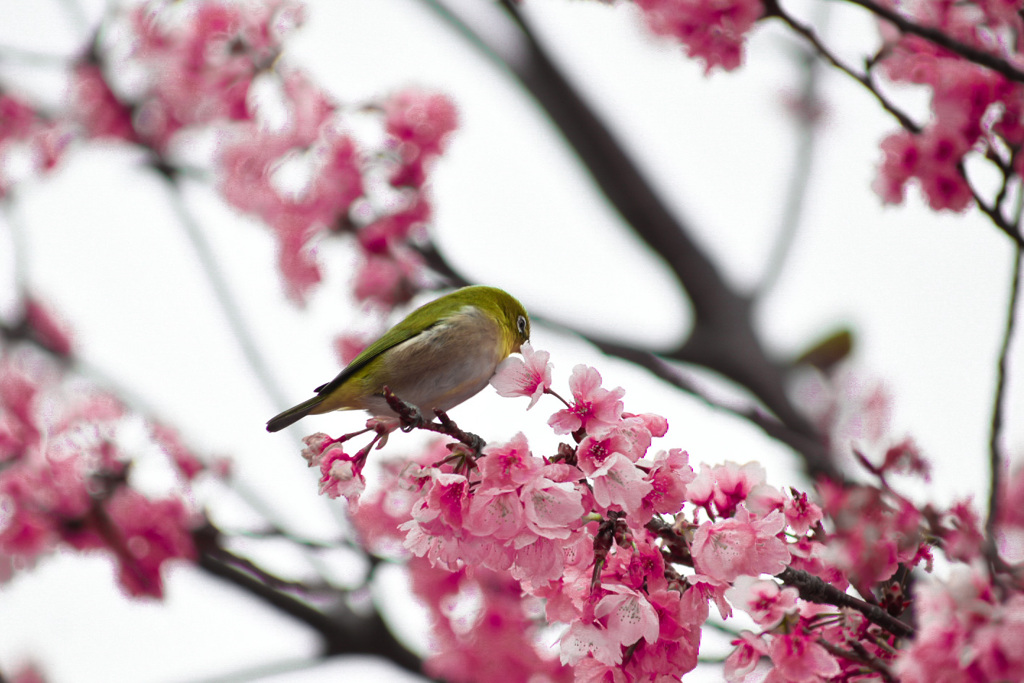 桜とメジロ