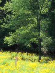 秘密の花園