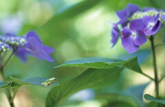 紫陽花と雨蛙