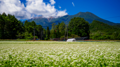 御岳とソバの花