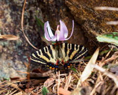 ギフチョウとカタクリの花