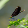 アオハダトンボ♀