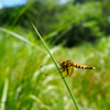 ハッチョウトンボの居る野山