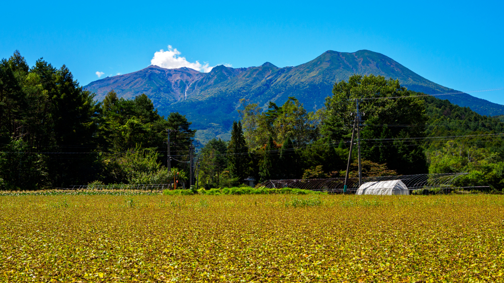御嶽とソバの枯花