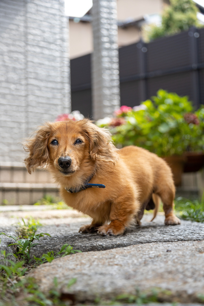 老犬