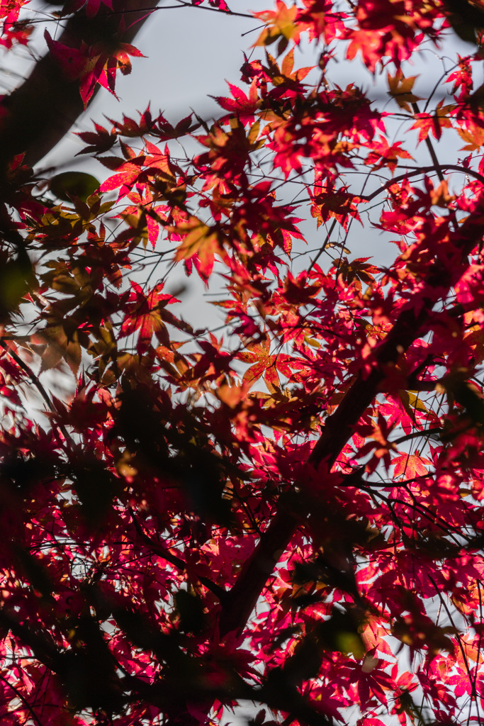 紅葉2