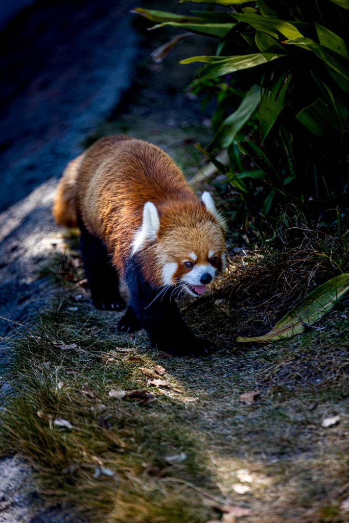 王子動物園5