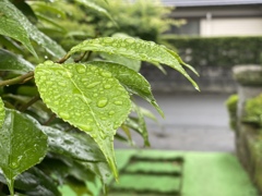 梅雨入り