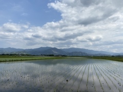 田植えの季節