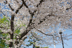 群馬 高崎市新町 弁財天公園, 2024年4月