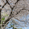 群馬 高崎市新町 弁財天公園, 2024年4月