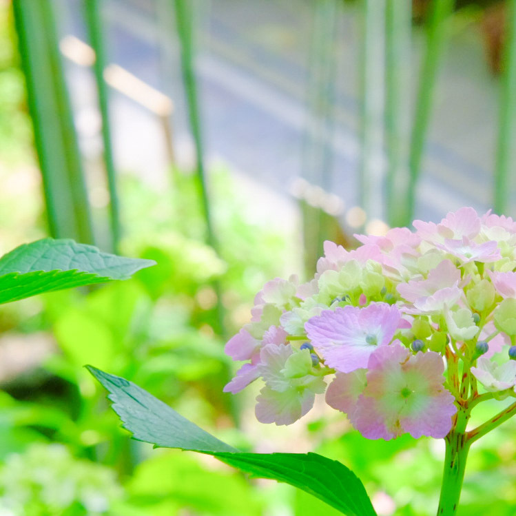 竹林の紫陽花