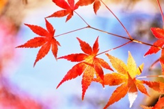 紅葉