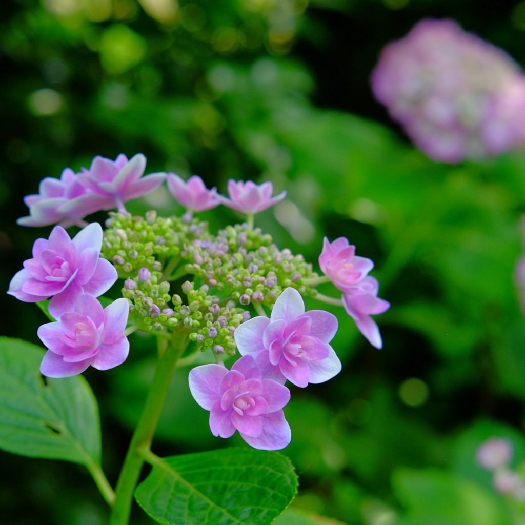 ピンクの紫陽花