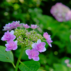 ピンクの紫陽花