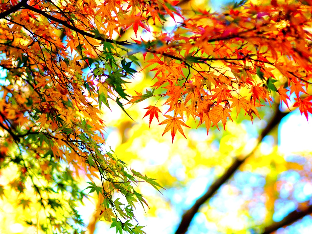 円覚寺の紅葉