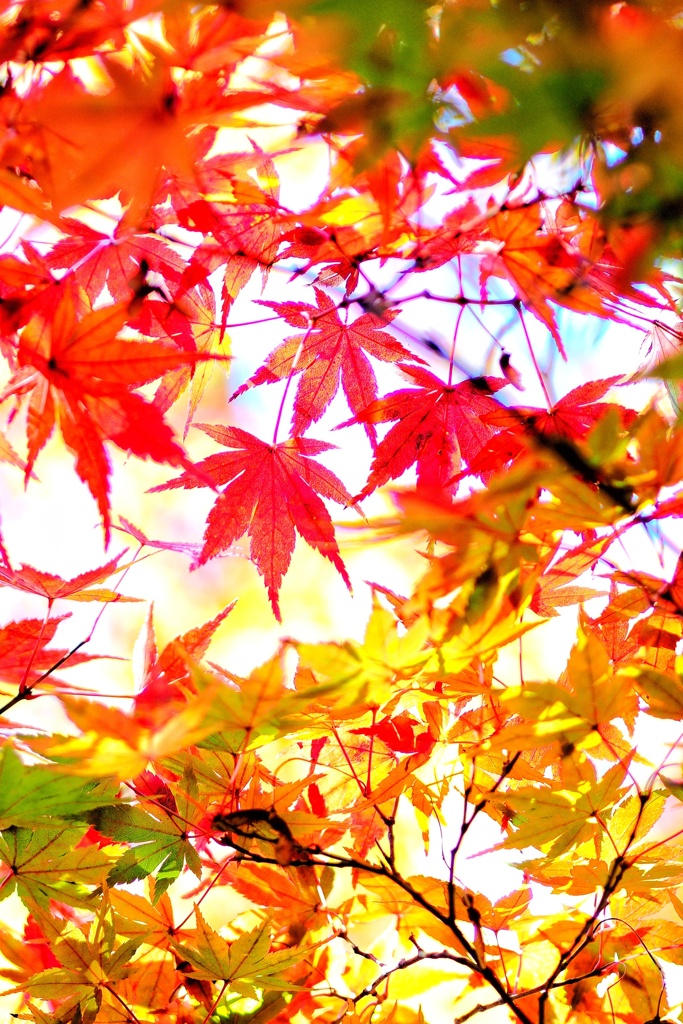 円覚寺の紅葉