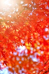 紅葉