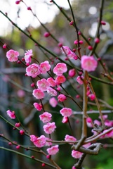 長谷寺の紅梅