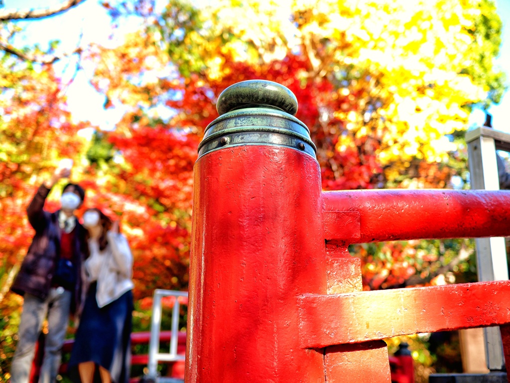 鶴岡八幡宮の紅葉