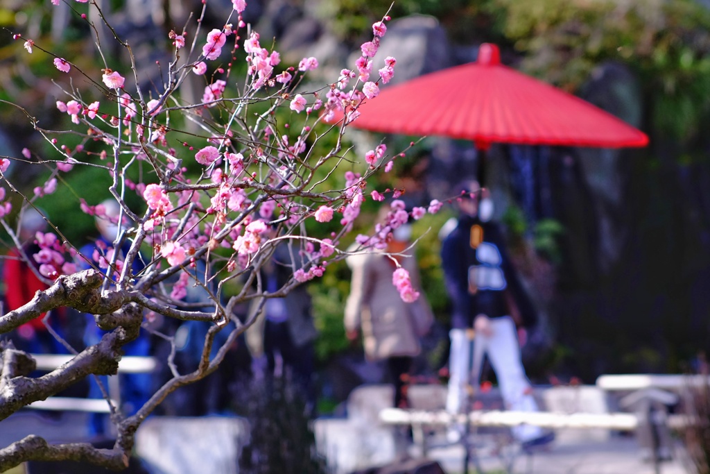 長谷寺の紅梅3