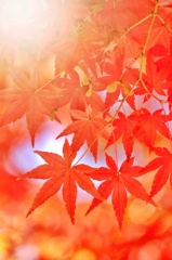 紅葉