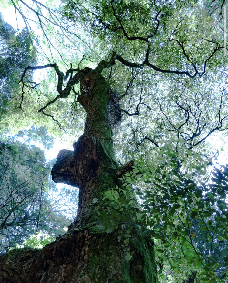 ジブリっぽい木