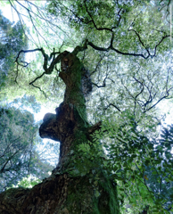 ジブリっぽい木