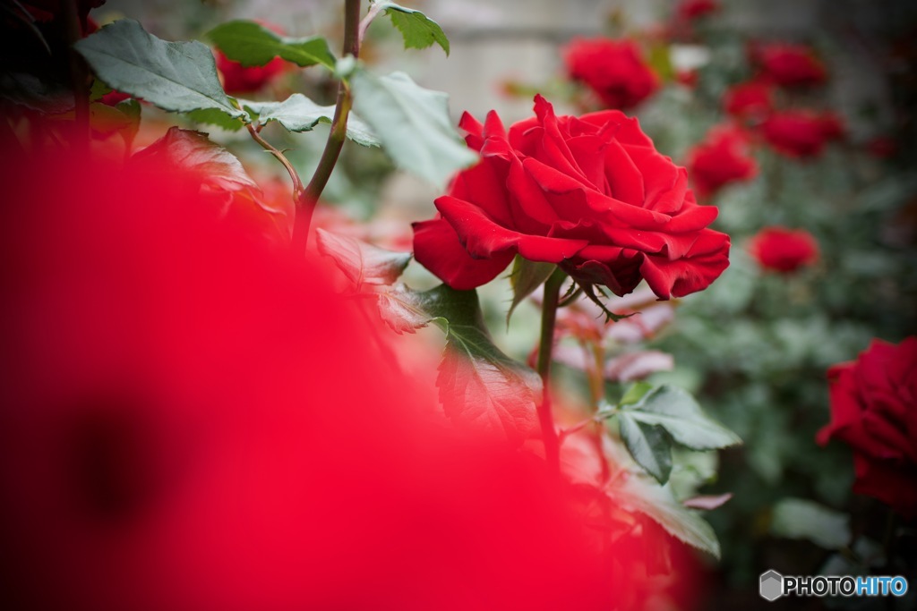 赤い薔薇