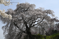 奈良の春
