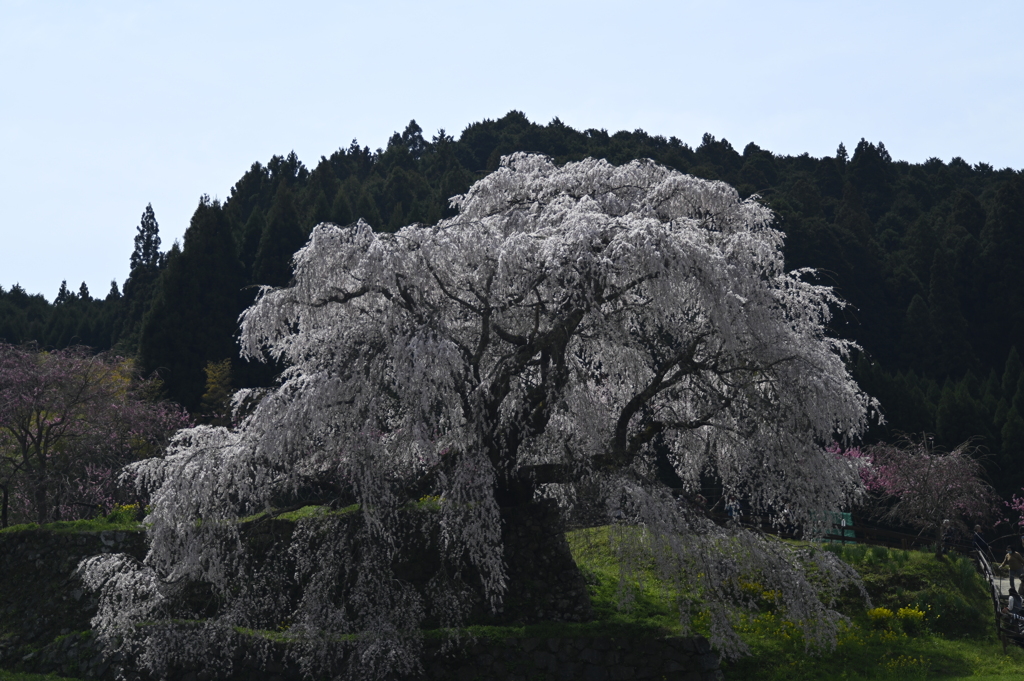 大宇陀又兵衛桜