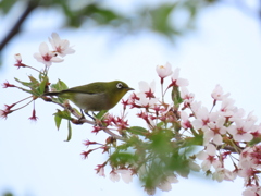 メジロと桜