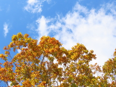 紅葉②