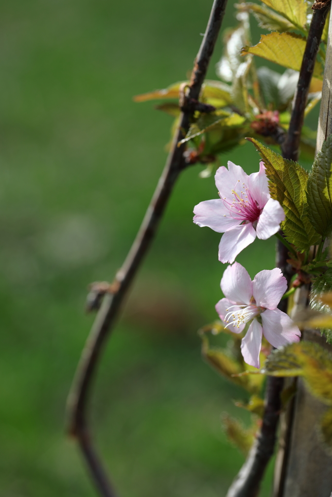 桜③