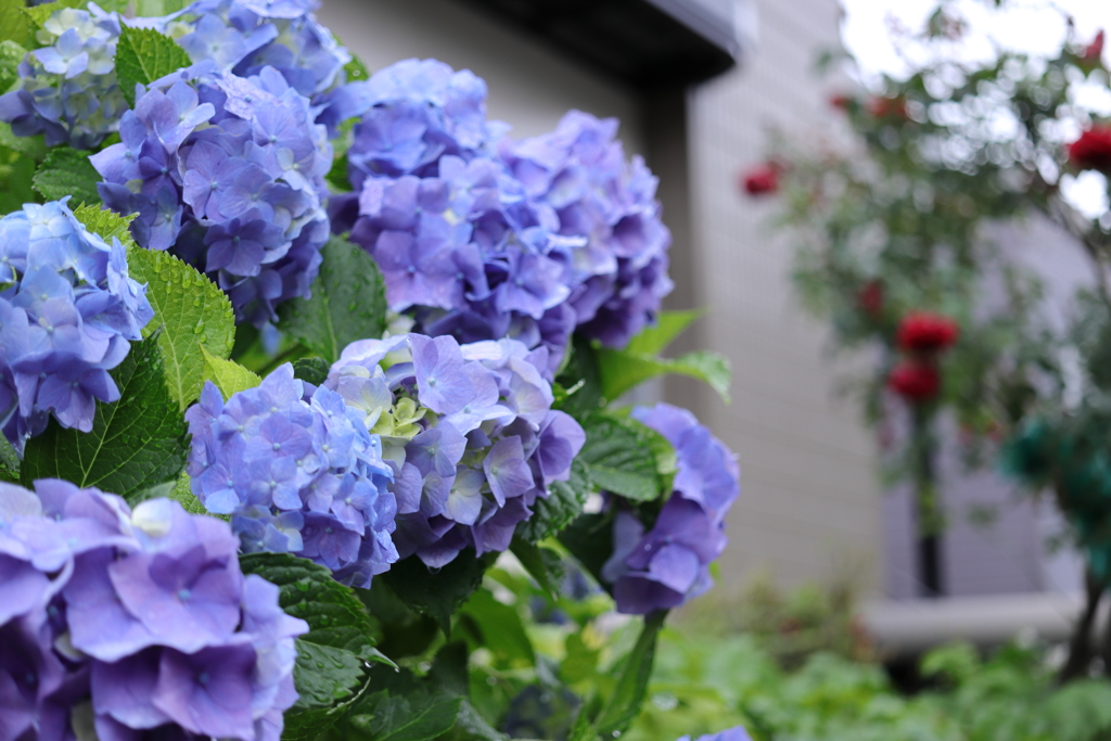 紫陽花