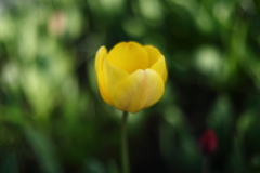 黄