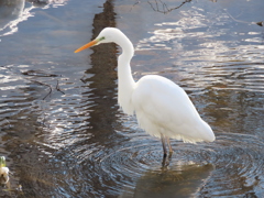 サギ