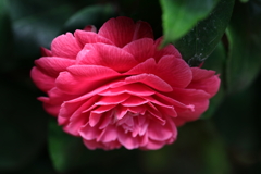 百合が原公園　温室のお花①