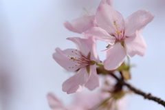 桜②