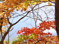 紅葉④