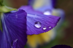 雨雫