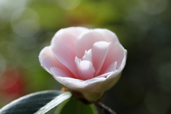 百合が原公園　温室のお花②