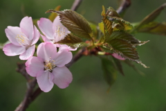 桜①